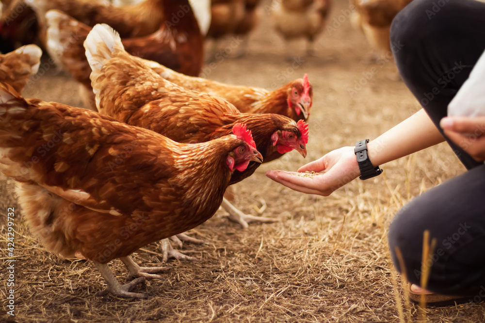 Hens being hand-fed by a person.